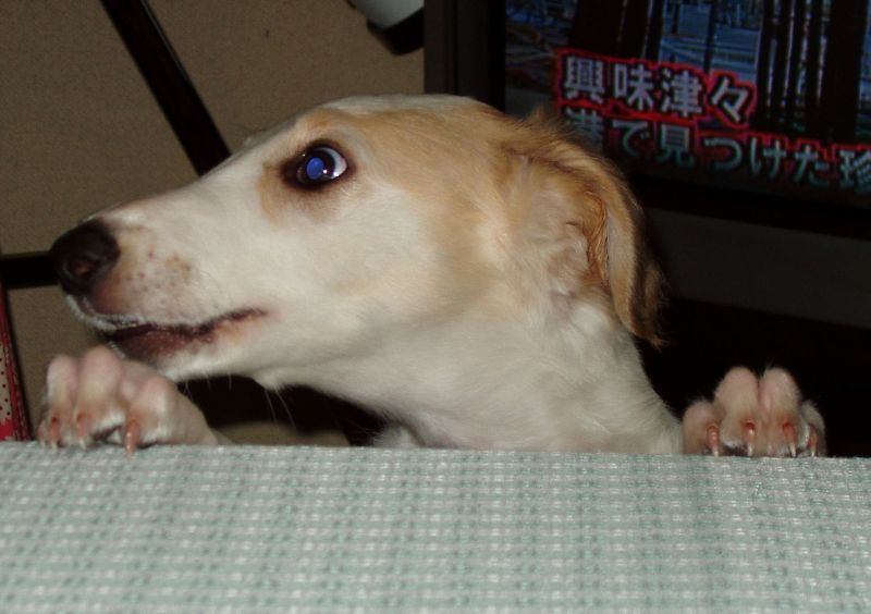 ÁX