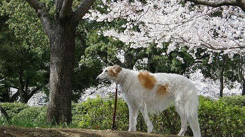 木の下は？