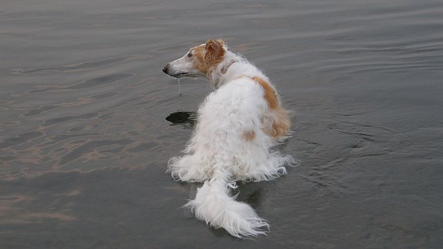 川でせんたく？