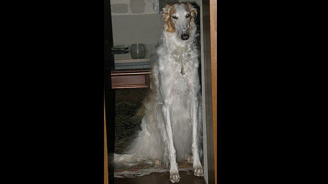 にらまないで下さい