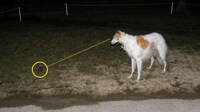 何かが動いている！