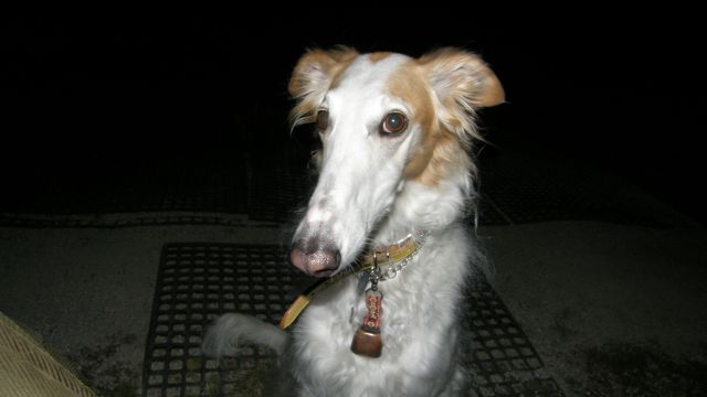 オヤツください！