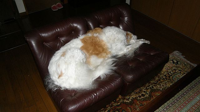 たぬき寝入り？