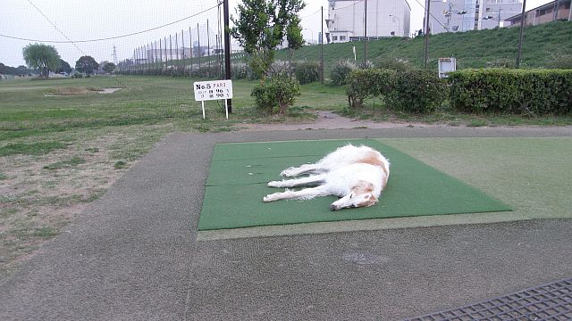 敷物アウトドア