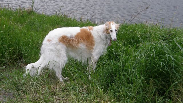 茶色がいい！！