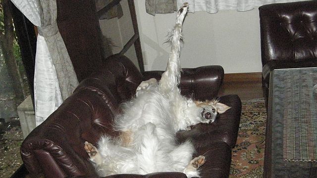 タイクツのポーズ！