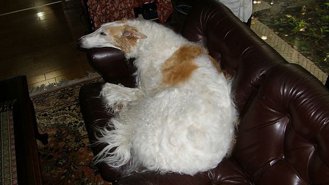 オナカゴロゴロ