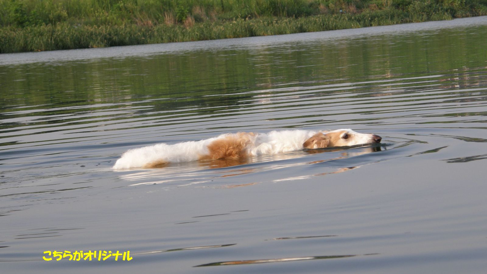 ���H�O�̐��f�[�^