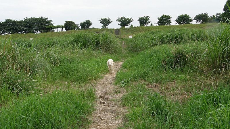 ダッシュ！ダッシュ！