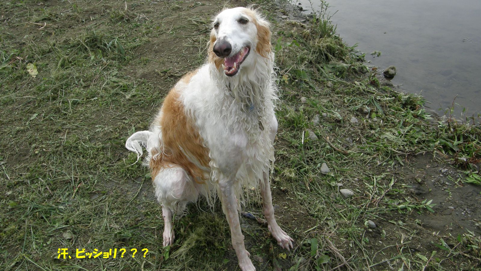 ���A�r�b�V����