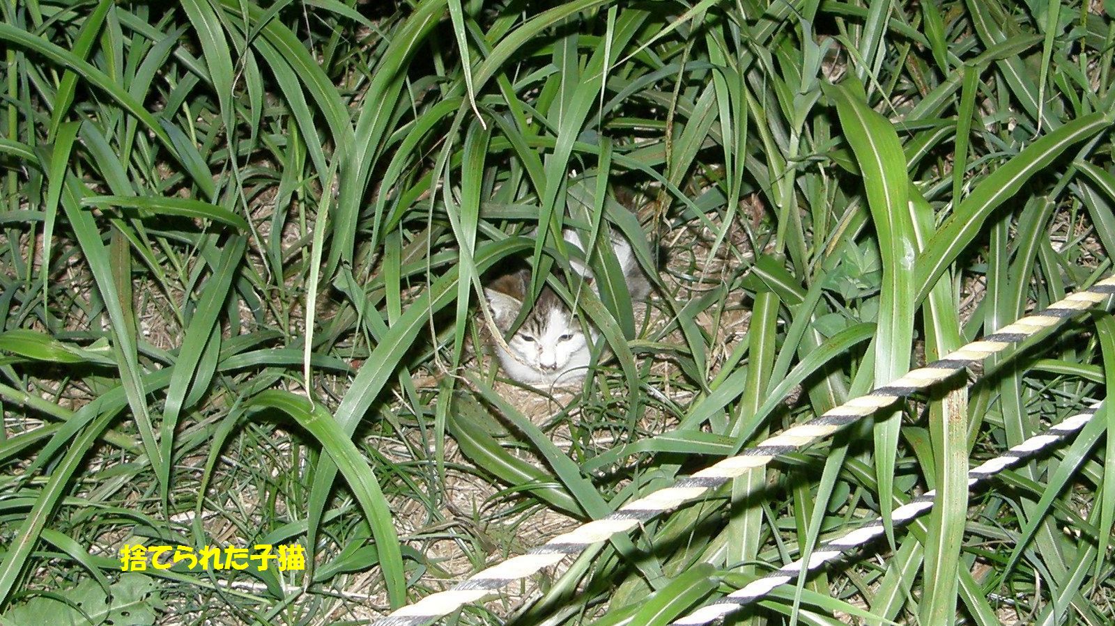 ンミャー・ンミャー