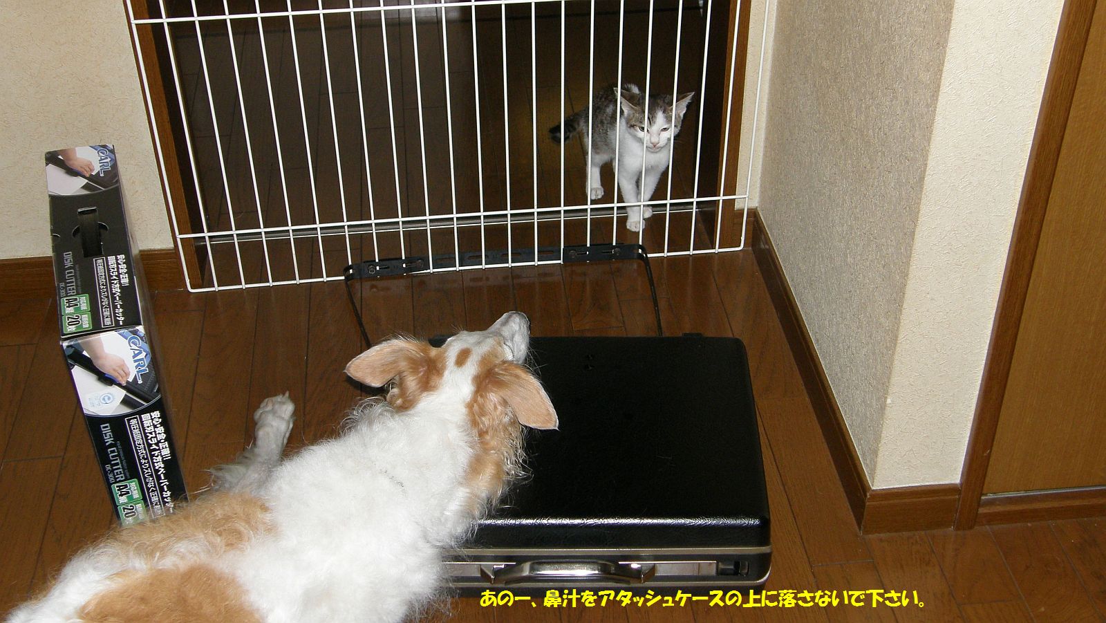 脅かさない・脅かさない