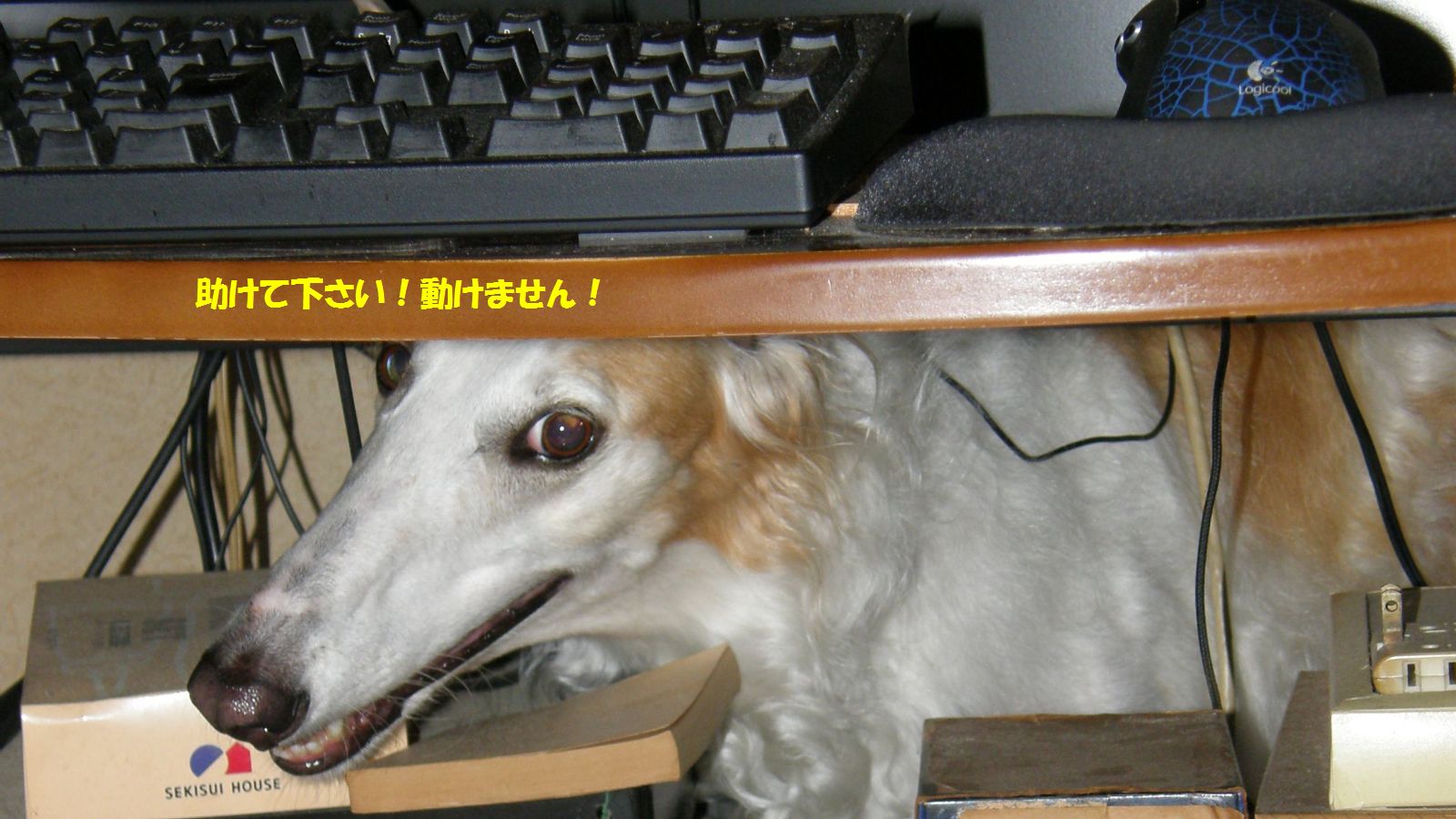 どうやって引っ張り出すか？