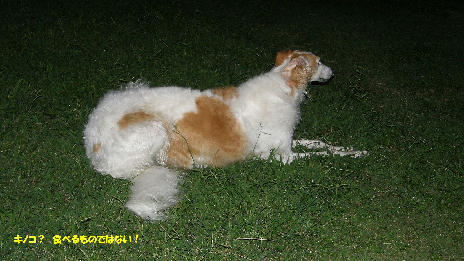 見むきもしない！