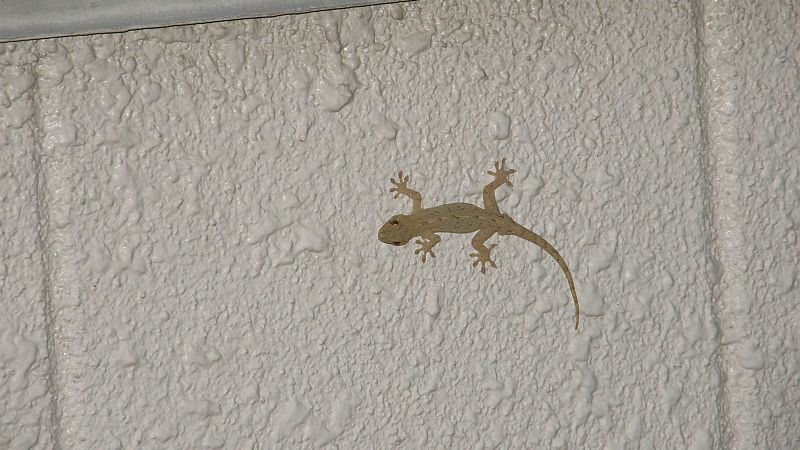 ヤモリだ！