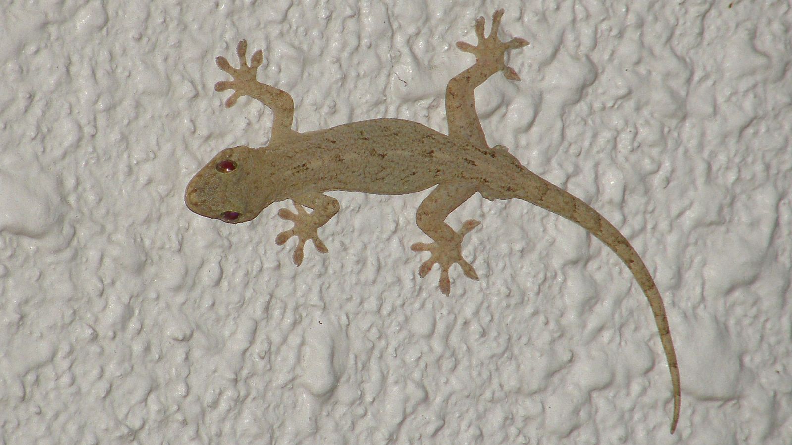 うまく撮れた！