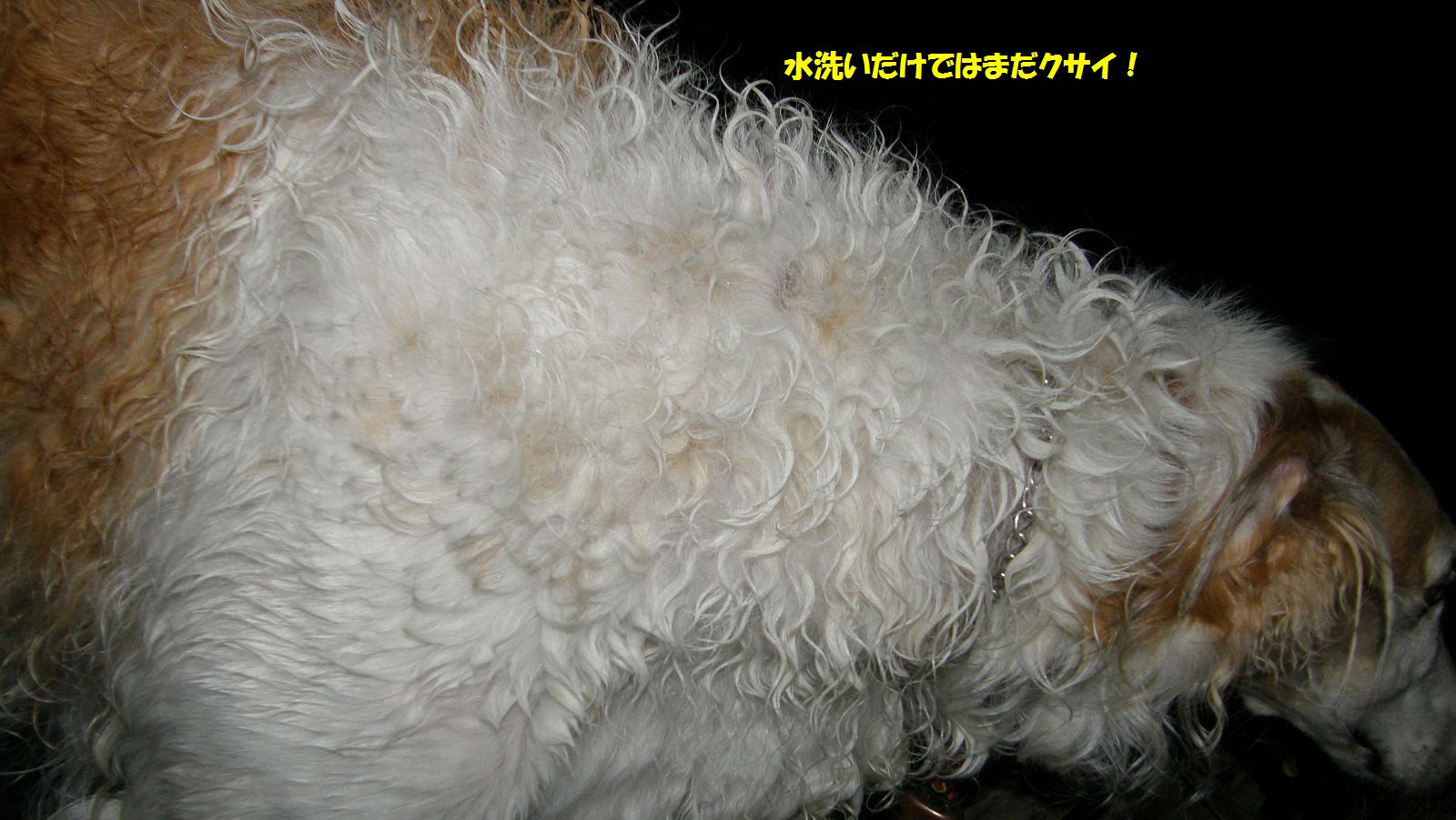 クサイぞクサイ！