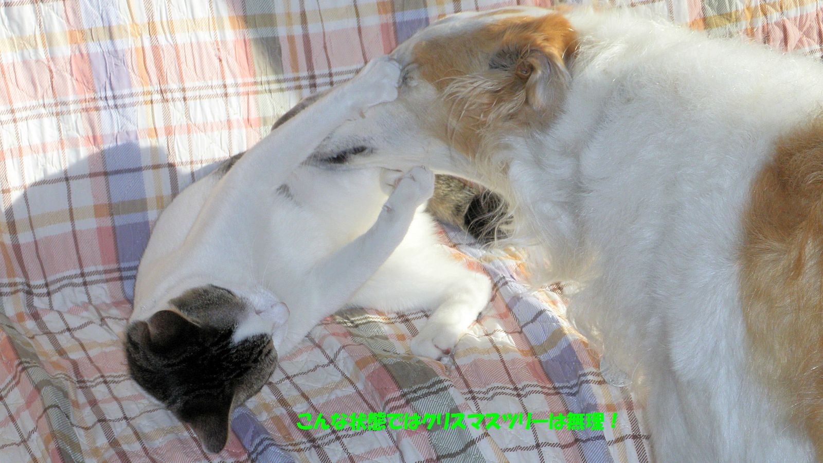 ケンカではありません