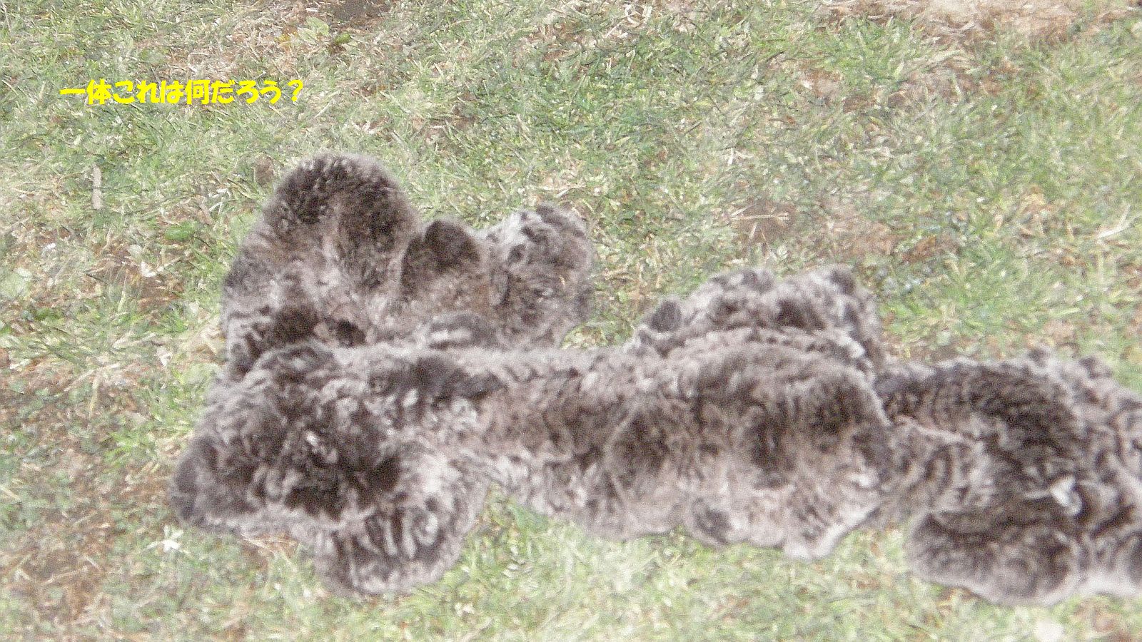 動いているぞ！