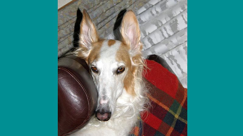 聞えたか～～？