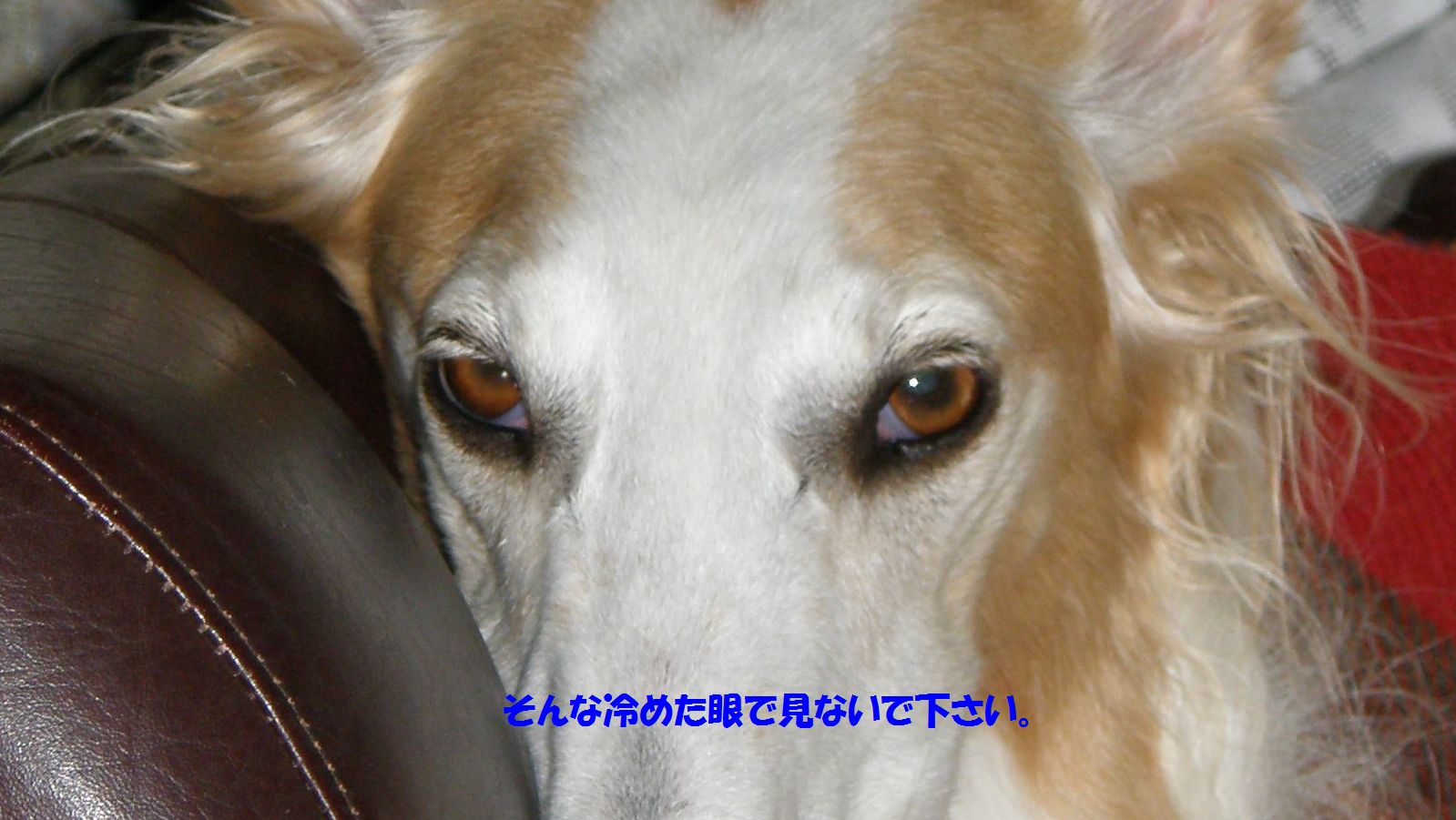 嘲笑されてる？