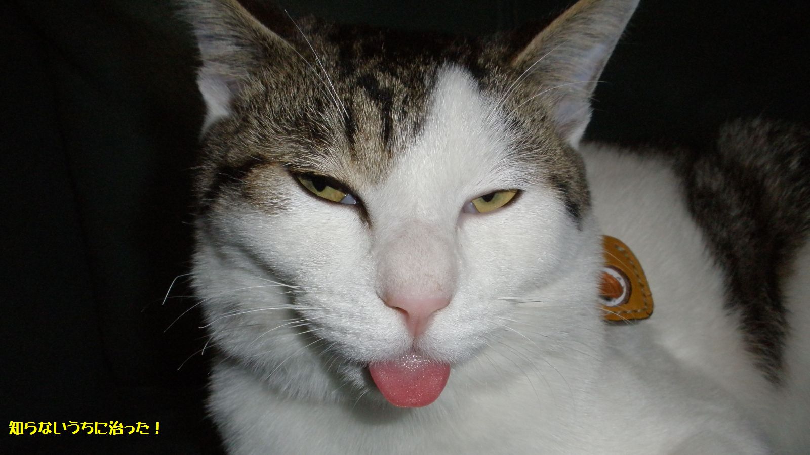 外出するとお利口さん