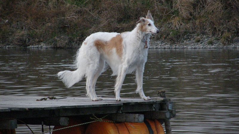 桟橋からダイビング！？