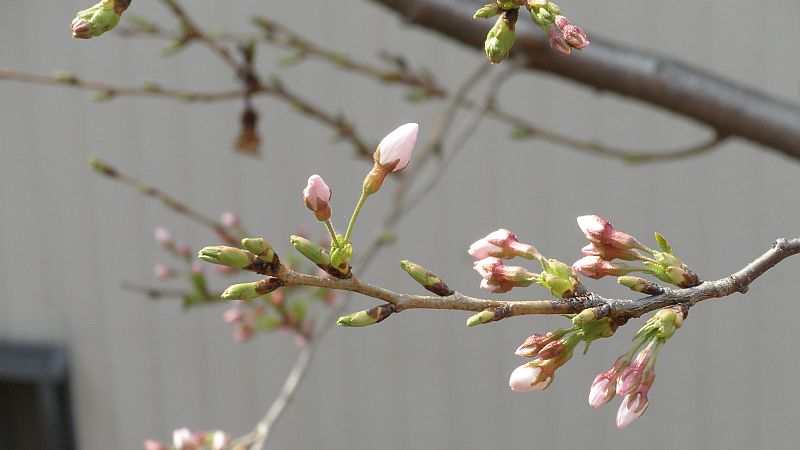 横着はいけない
