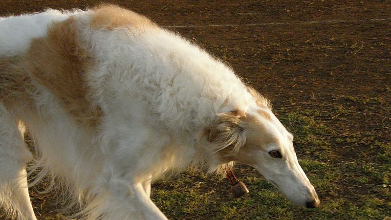あのーあのー花粉症ですかー