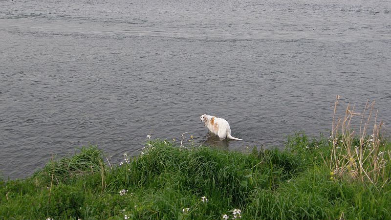 何で川に入るか？