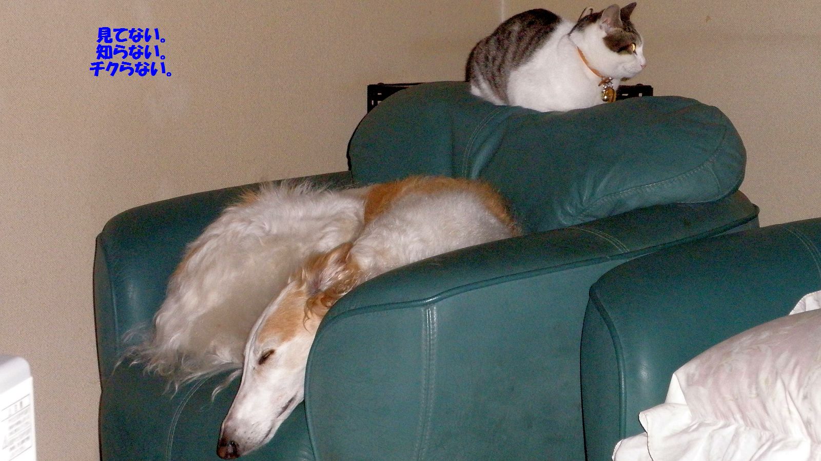 シカトするんじゃない！