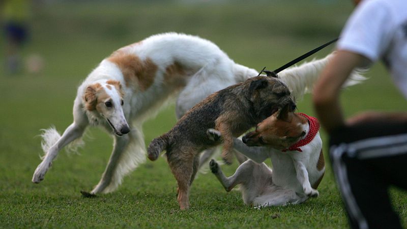 オラオラオラオラ！