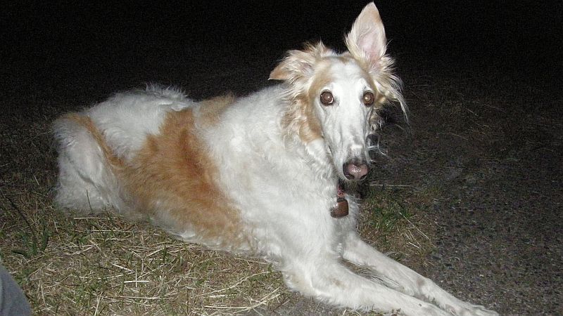 フワフワ・ピカピカ