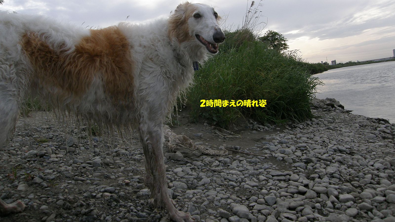 キチャナイ・キチャナイ