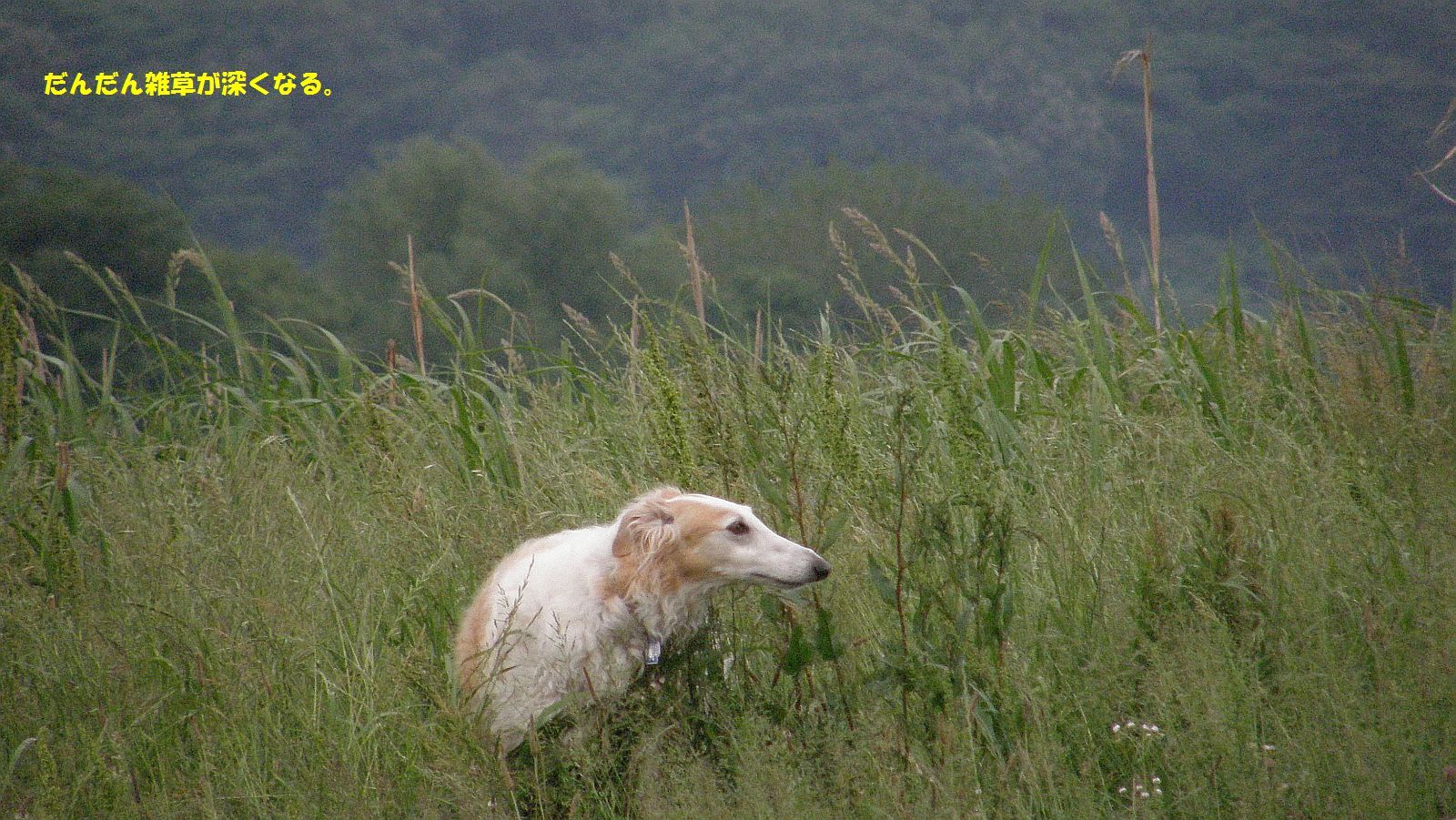 虫・種・枯草・ヘビもいる