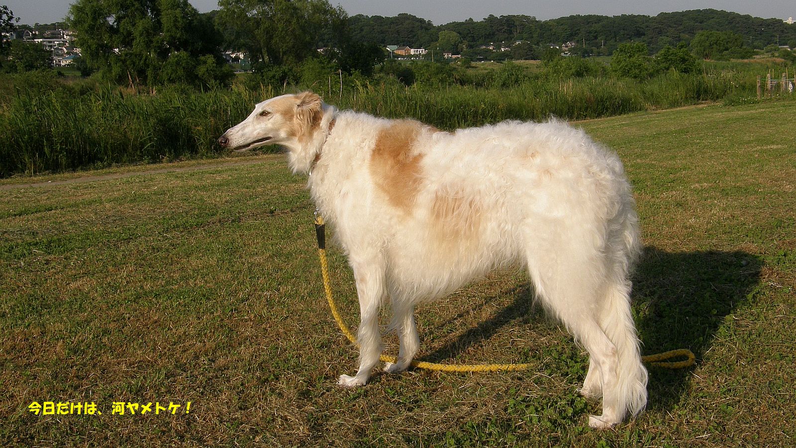 リードはずさない