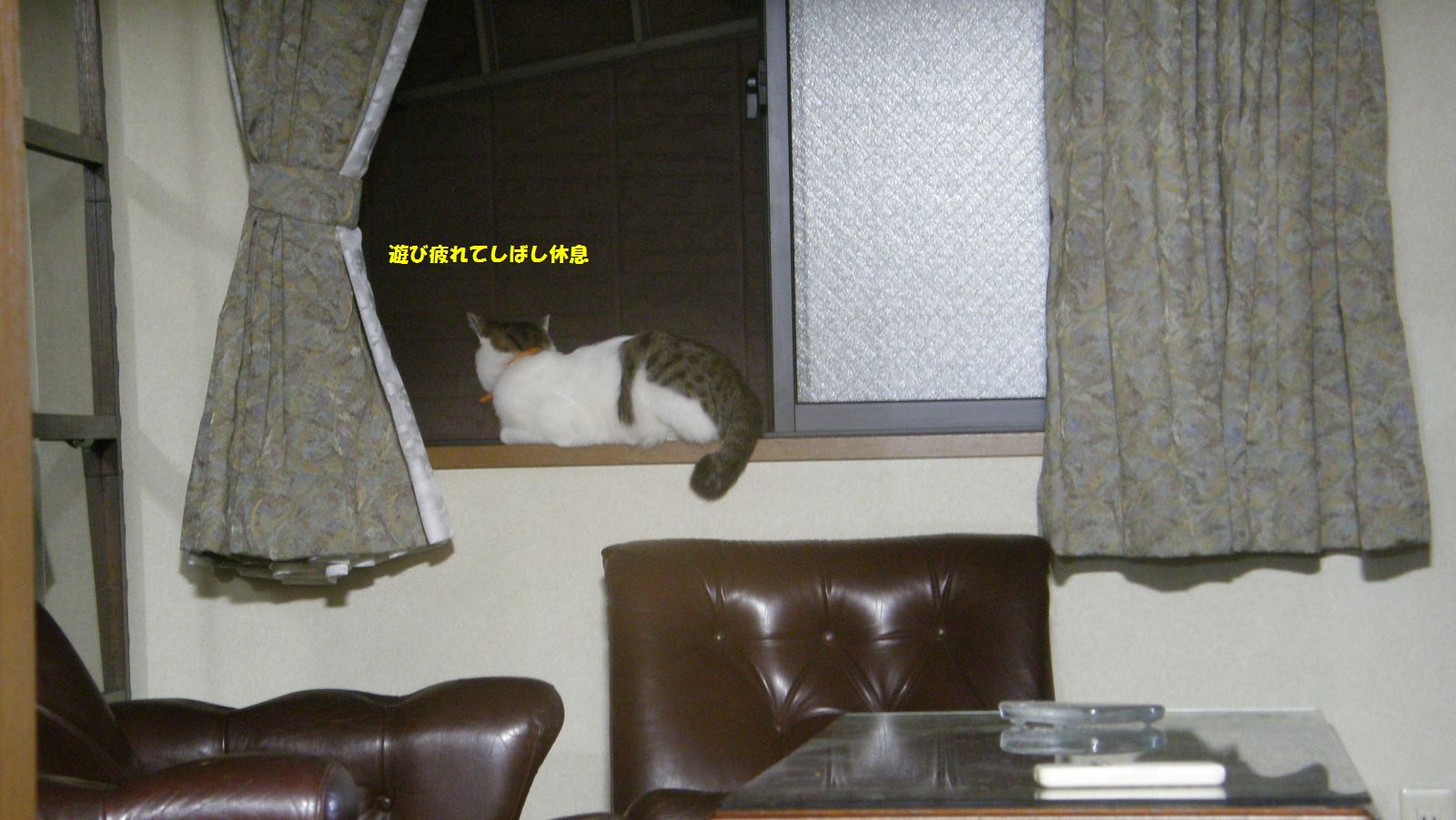 番犬（猫）のつもり