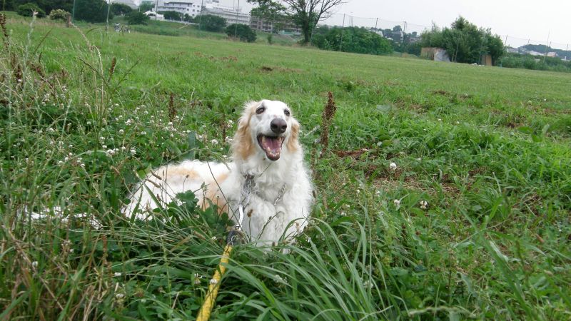 もう歩けません