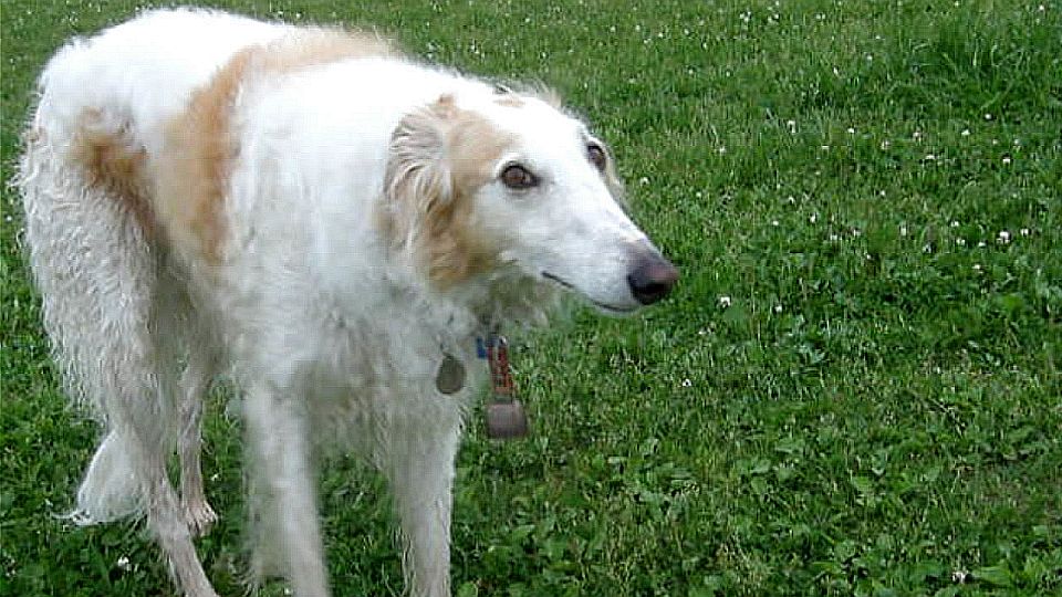 デジカメ動画の限界