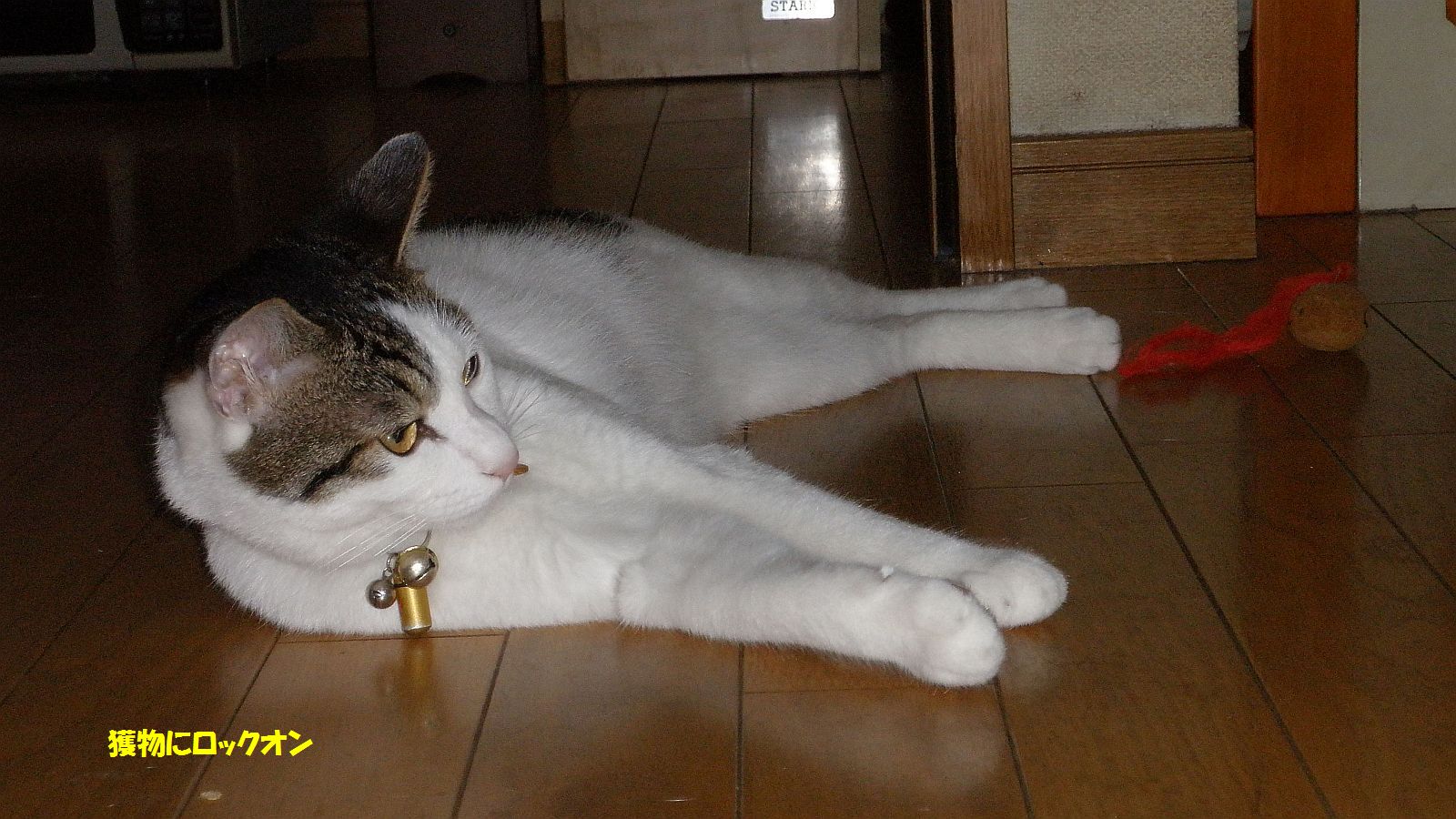 ゴキブリがでたぞ！