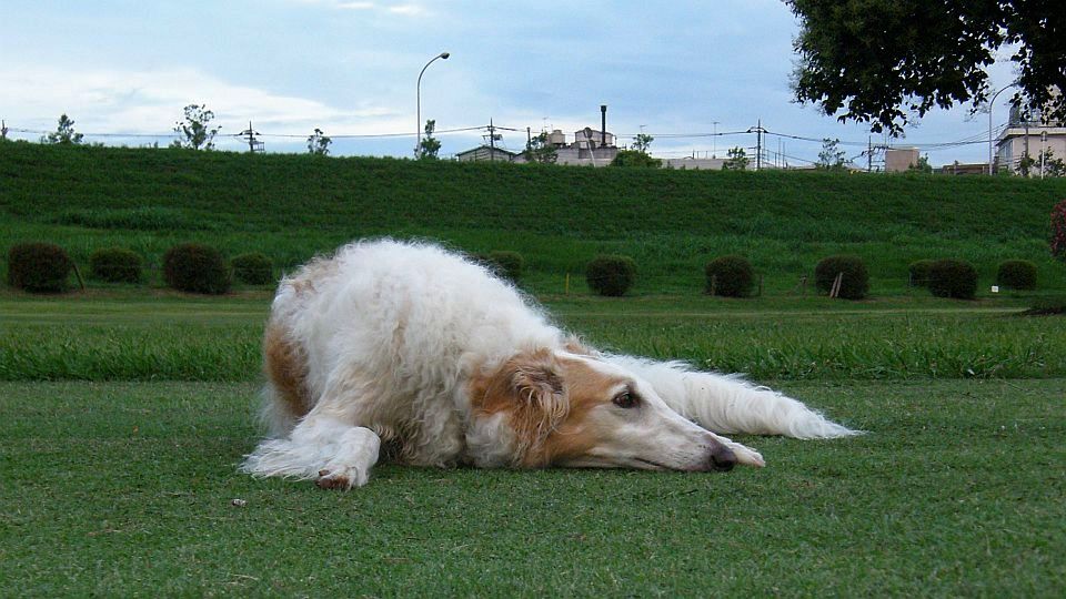 ヘロヘロ・グニャグニャ