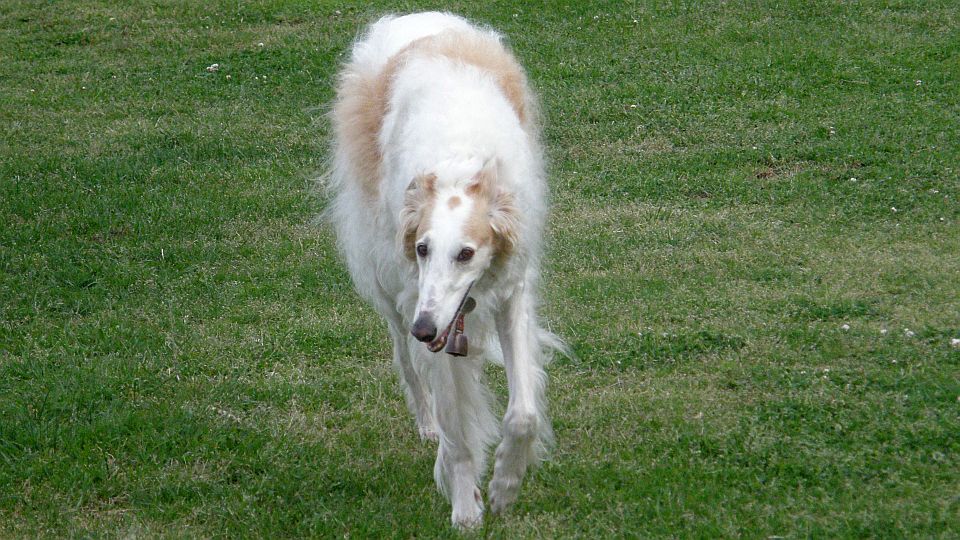 後ろからついてくる