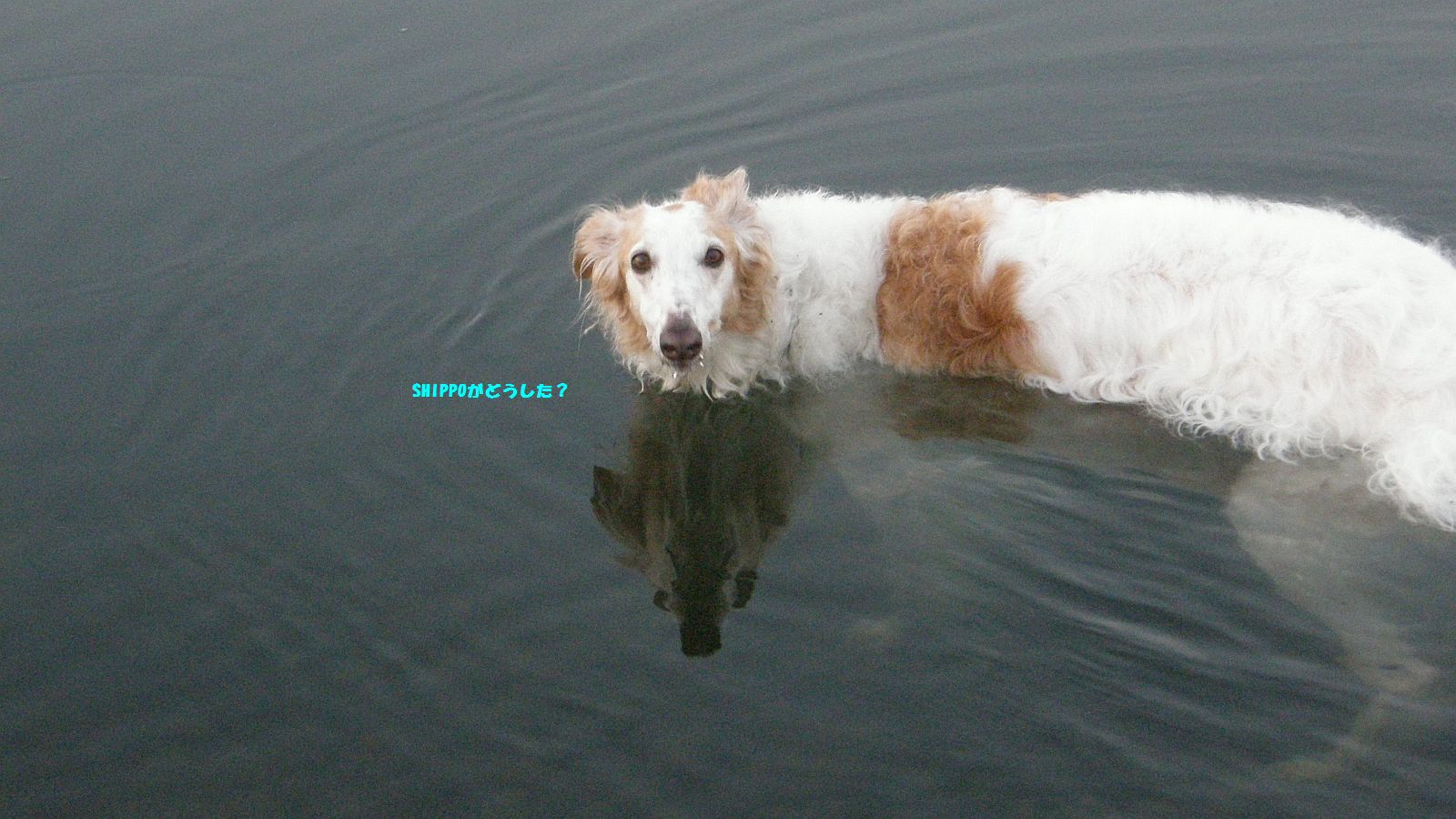 足の先まで見える