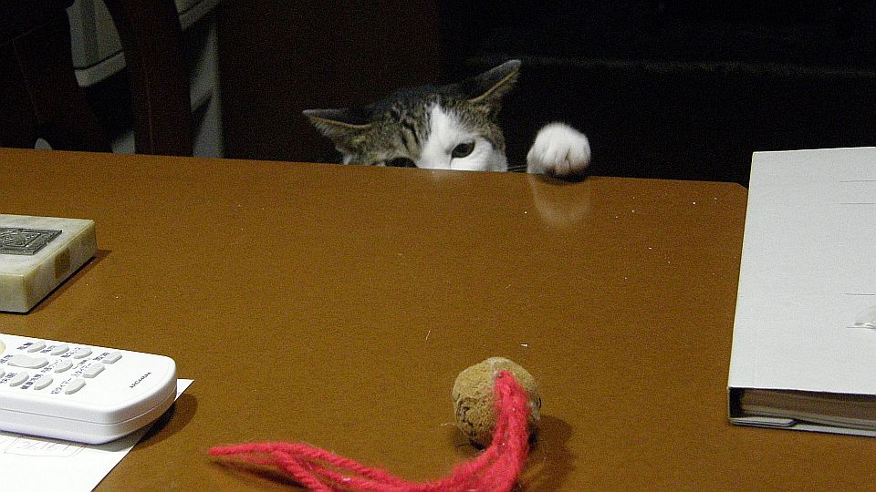 オモチャにロックオン