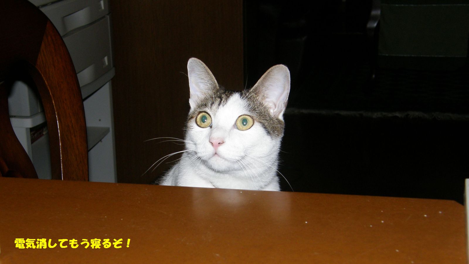 夜行性で絶好調