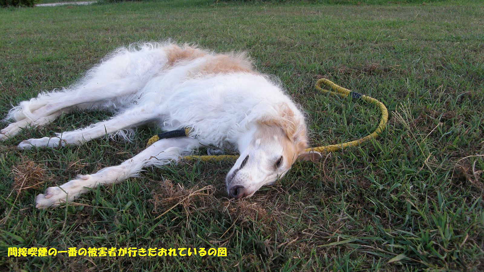 タバコ値上げとは全く関係ない