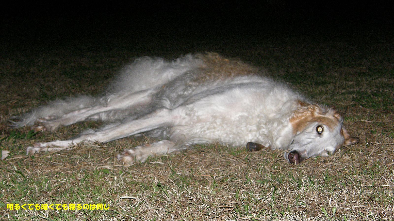 暗闇の行きだおれ