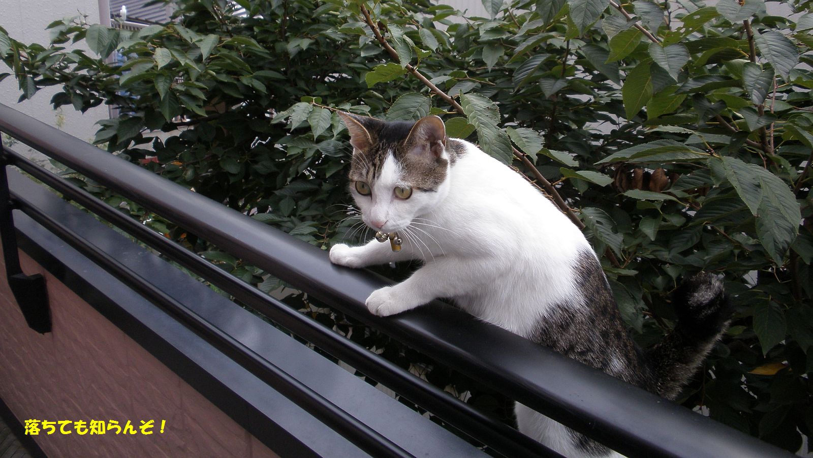 見ているとゾワゾワする