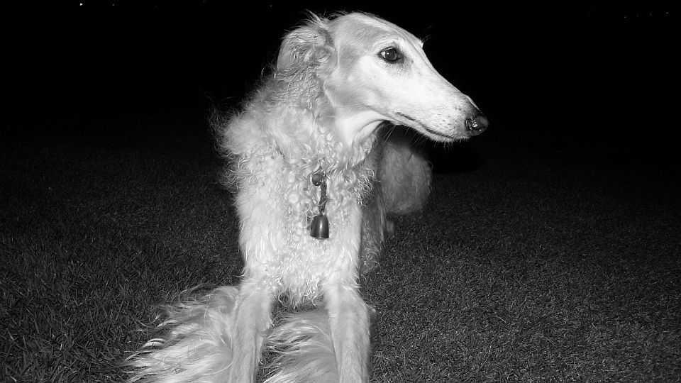 下手な写真も蘇える！