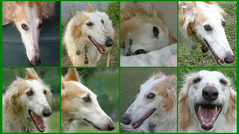 どの顔が笑っている？